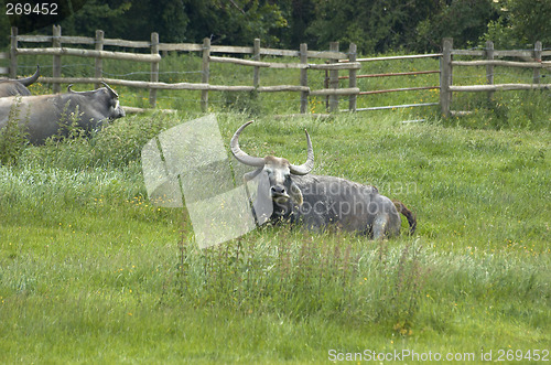 Image of Water buffalo