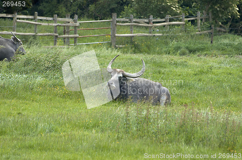 Image of Water buffalo