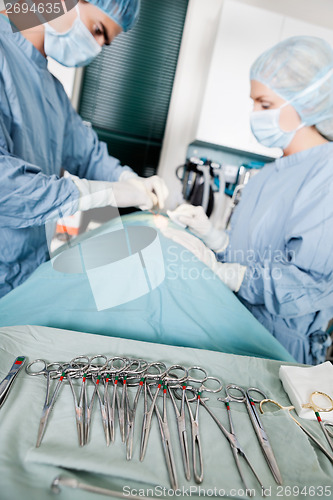 Image of Focus On Surgical Forceps With Veterinarian Doctors In Operating