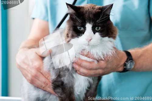Image of Mid Section Of Male Veterinarian Doctor Examining A Cat