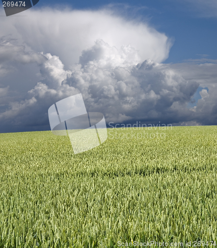 Image of Green wheat and stormclouds