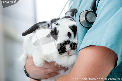 Image of Mid Section Of Male Veterinarian Doctor Carrying A Rabbit