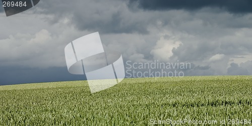 Image of Ripening wheat