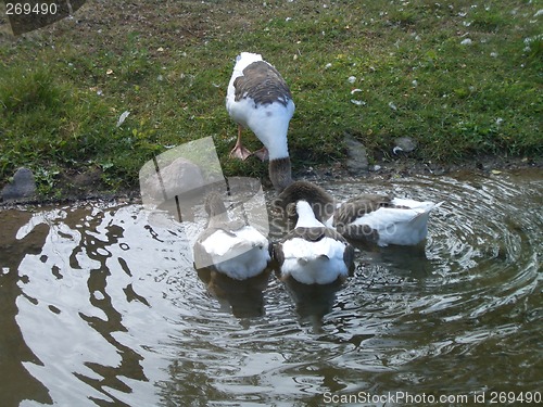 Image of Eating ducks