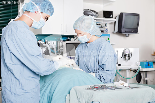 Image of Veterinarian Doctor And Female Assistant Performing A Surgery