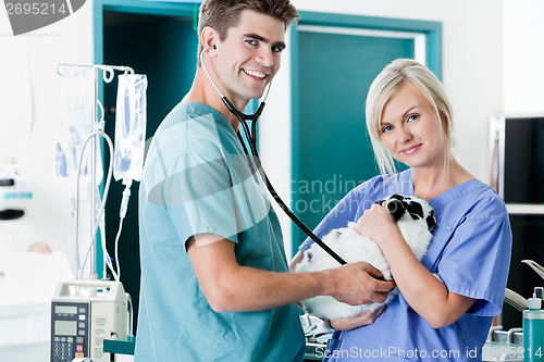 Image of Veterinarian Doctor Examining A Rabbit's Pulse With Female Nurse