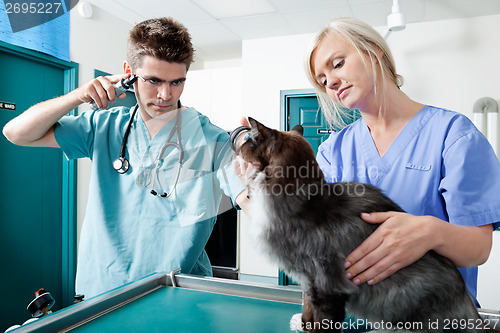 Image of Young Veterinarian Doctors Examining A Cat