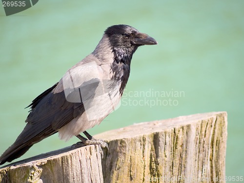 Image of Hooded crow