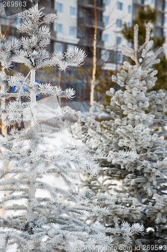 Image of Fir tree in the city park.