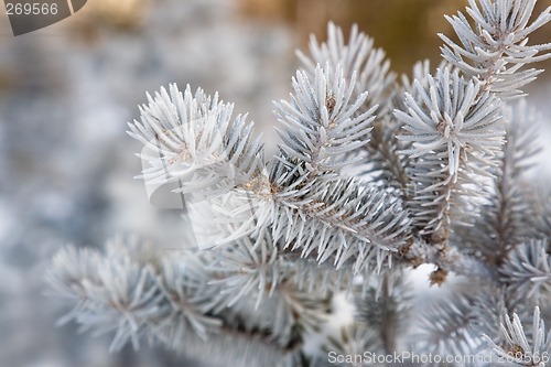 Image of Fir branch