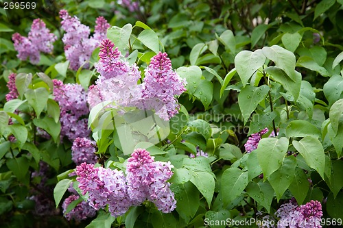 Image of Lilac.