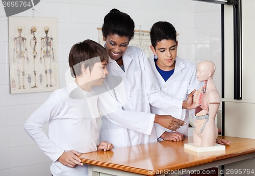 Image of Teacher Analyzing Anatomical Model With Students At Desk