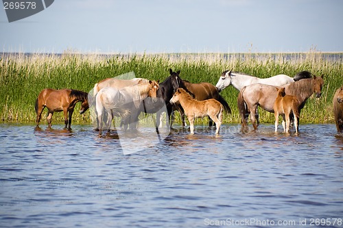 Image of Horses on watering.