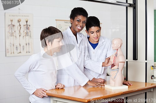 Image of Teacher With Students And Anatomical Model In Lab
