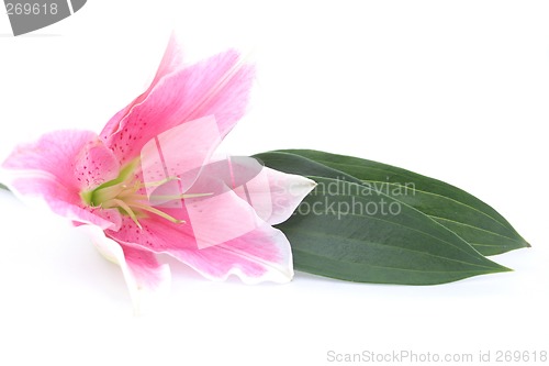 Image of Flower