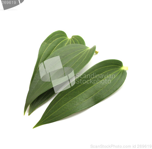 Image of Green leaves