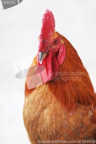 Image of Rooster