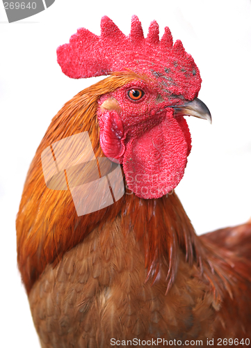 Image of Rooster