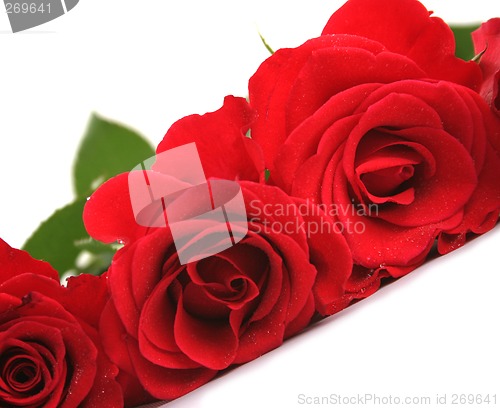 Image of Red roses