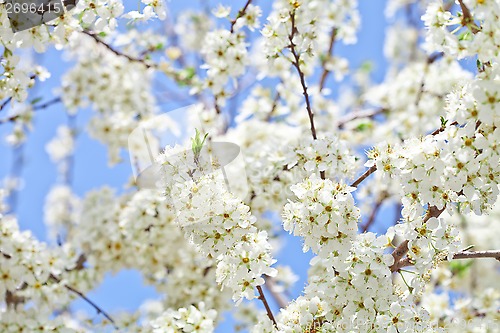 Image of cherry blossom with white flowers 