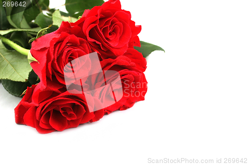 Image of Red roses