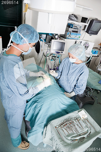 Image of Veterinarian Doctor And Female Assistant Performing A Surgery