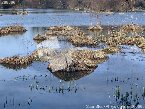 Image of bush on the lake