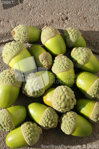 Image of Fresh acorns