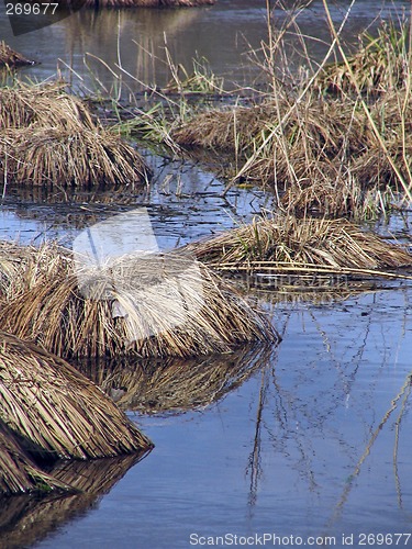 Image of bush on the water