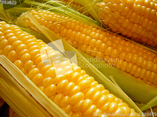 Image of the corn