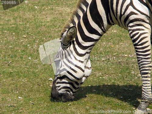 Image of zebra