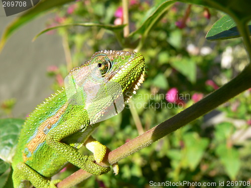 Image of chameleon