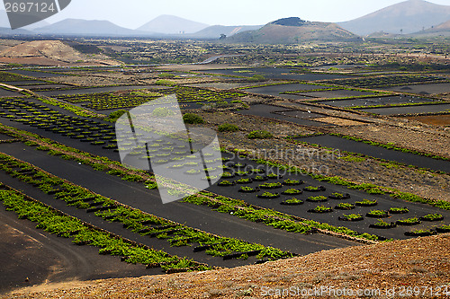 Image of  cultivation home viticulture  spain lvine screwcrops  barrel