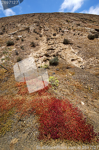 Image of flower  bush timanfaya  in los  lanzarote spain 