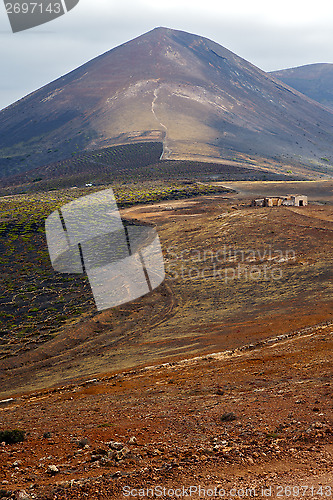 Image of home viticulture    wall crops  cultivation barrel