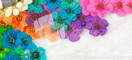 Image of Colorful dried spring flowers