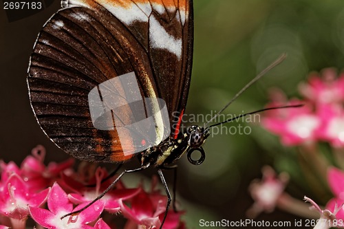 Image of Butterfly