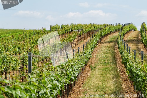 Image of Tokay grapes