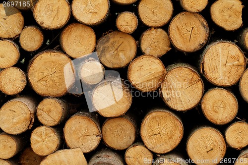 Image of Logging