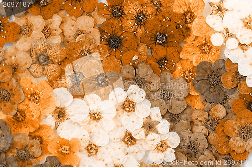 Image of Colorful dried spring flowers
