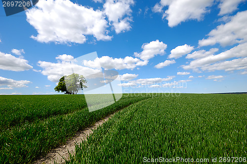 Image of Field with tree on hill