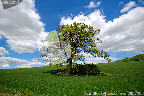 Image of Tree on hill