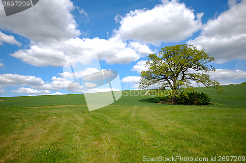Image of Tree on hill