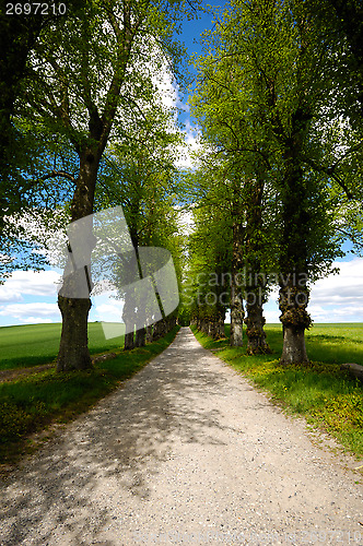 Image of Pathway with trees