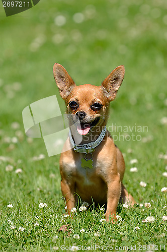 Image of Chihuahua dog on green grass