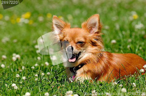 Image of Chihuahua dog on green grass