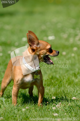 Image of Chihuahua dog on green grass