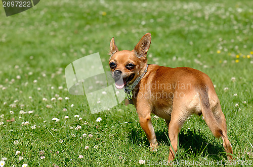 Image of Chihuahua dog on green grass