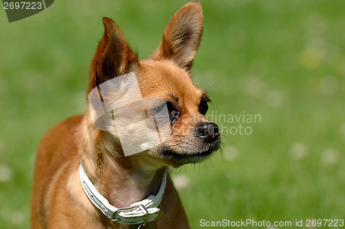 Image of Chihuahua dog on green grass