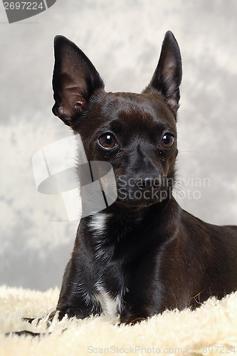 Image of Black puppy dog
